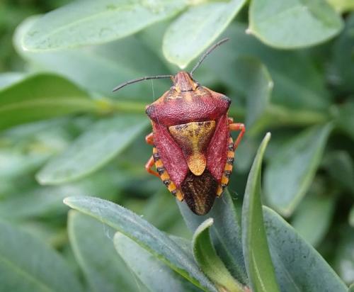 Réf. 236 554 : Carpocoris purpureipennis